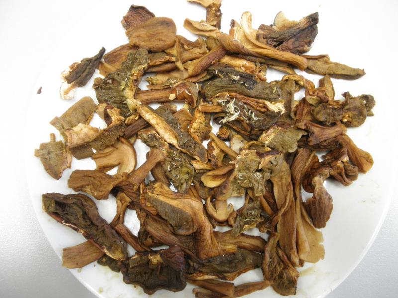 Hřib smrkový