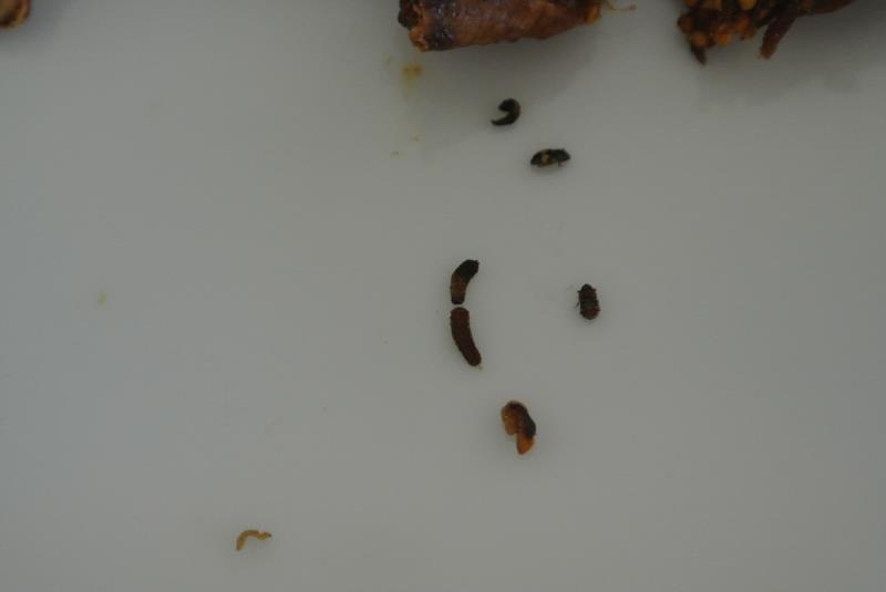 Illustrative photo no. 4