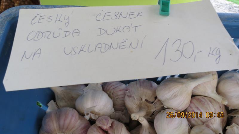 Česnek