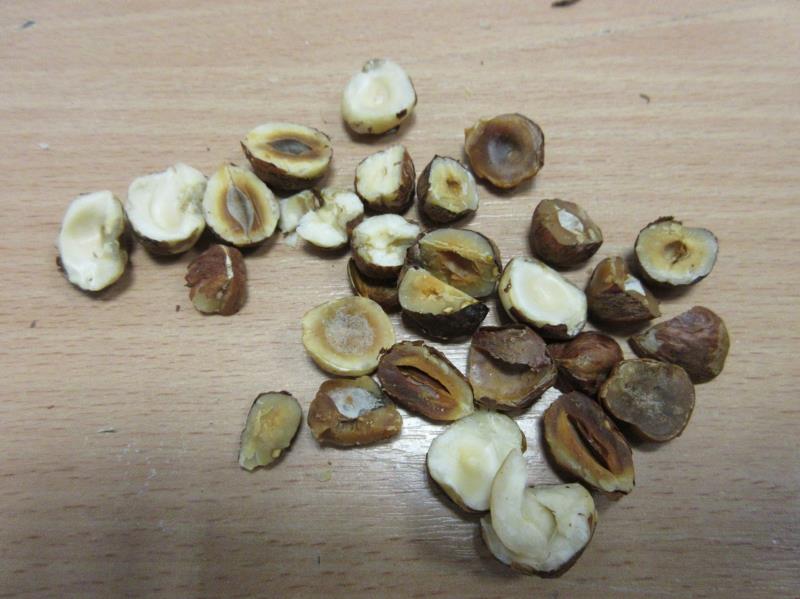 Illustrative photo no. 6