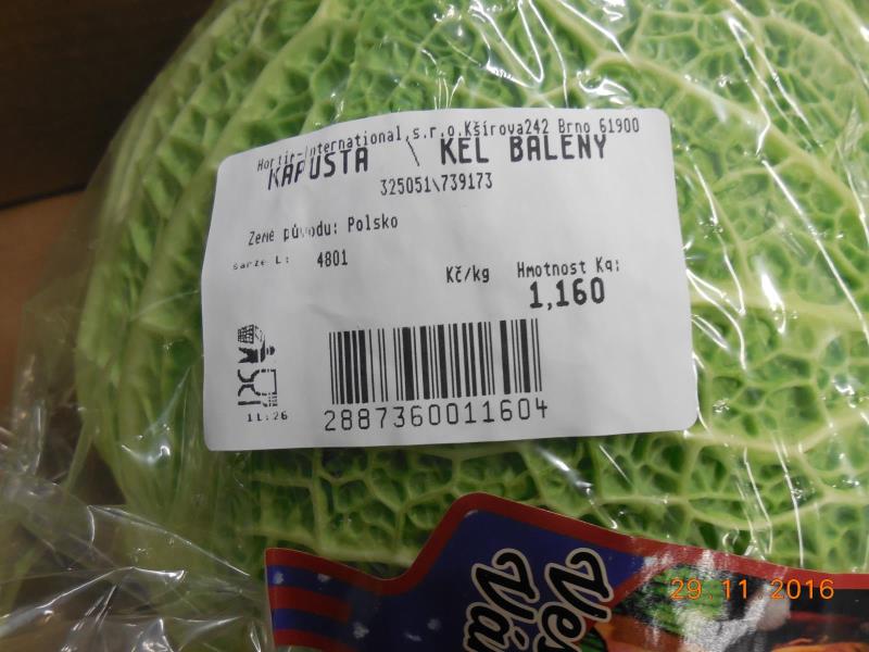 Kapusta hlávková