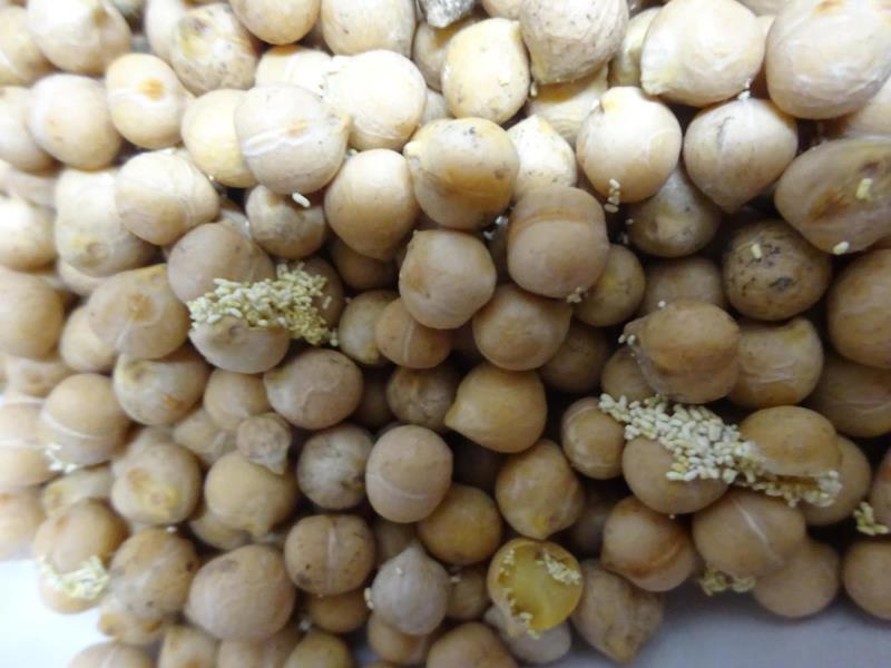 Illustrative photo no. 6