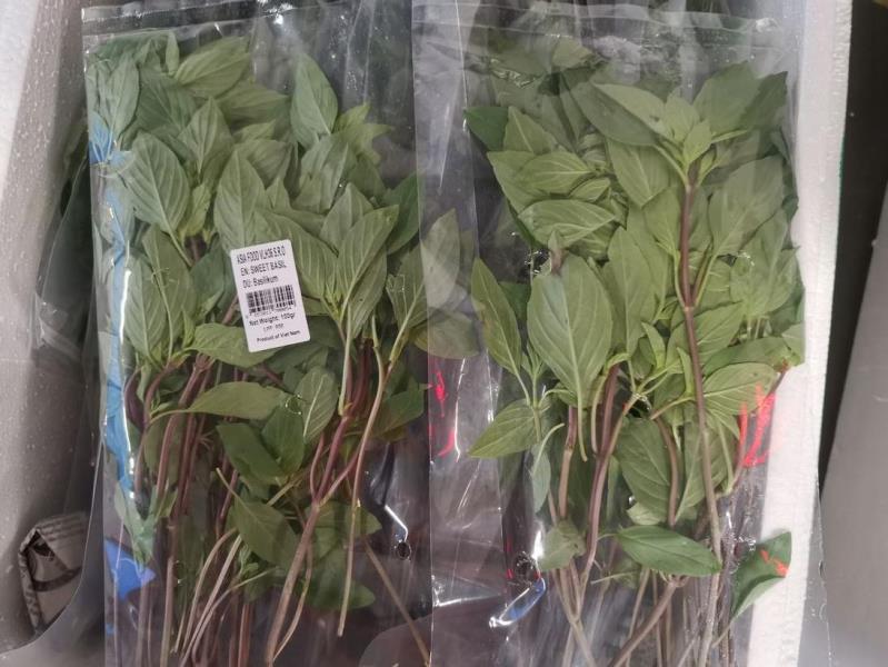 EN: SWEET BASIL; DU: Basilikum