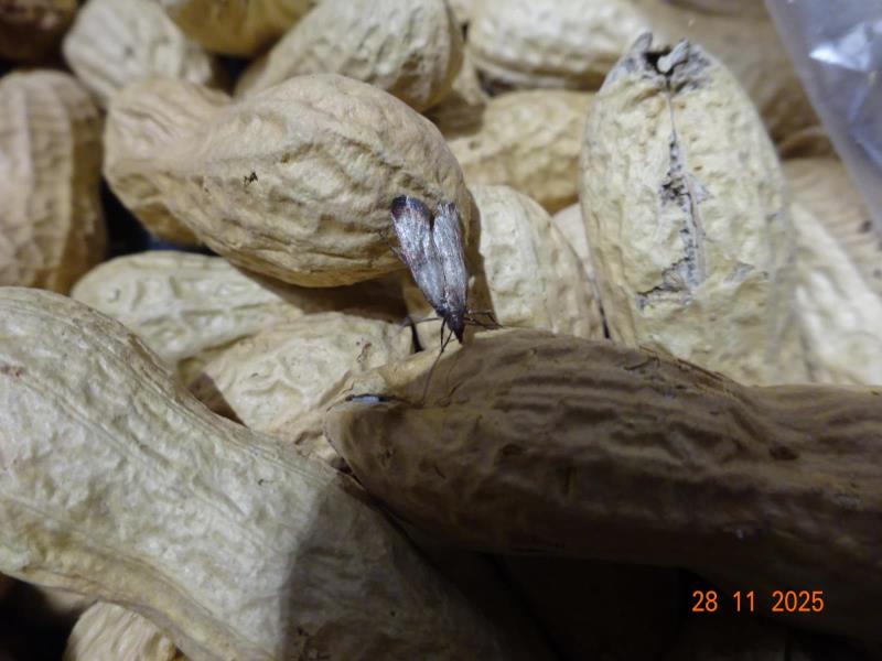 Arašídy neloupané pražené