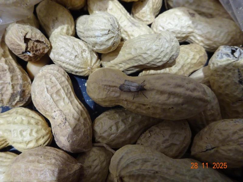 Arašídy neloupané pražené