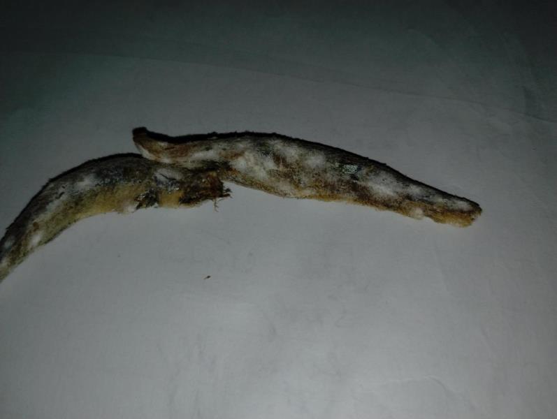 Illustrative photo no. 6