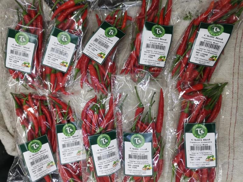 Chilli Red, Capsicum frutescens, Chilli Rot