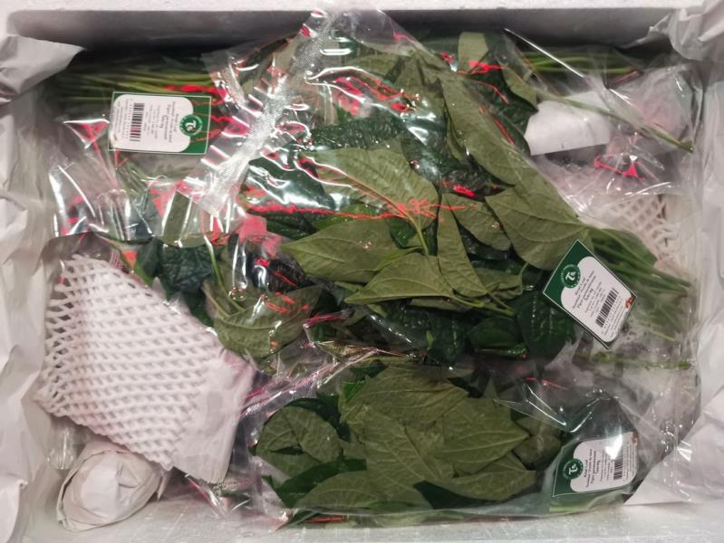 Betal Leaf; Betelblad / Feuille de bétel; Piper sarmentosum; ใบชะพลู