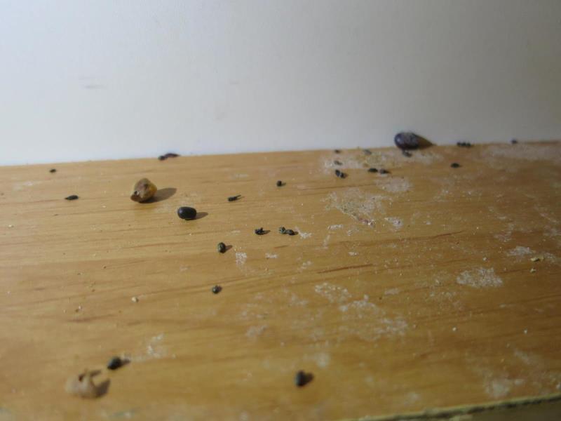 Illustrative photo no. 9