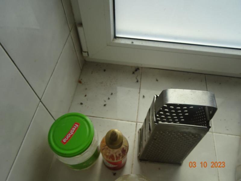 Illustrative photo no. 4