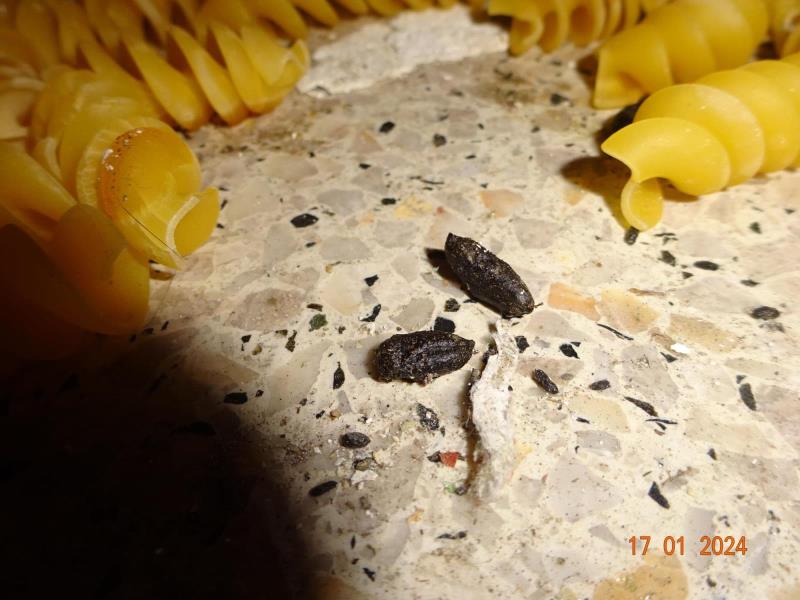 Ilustrační fotografie č. 4