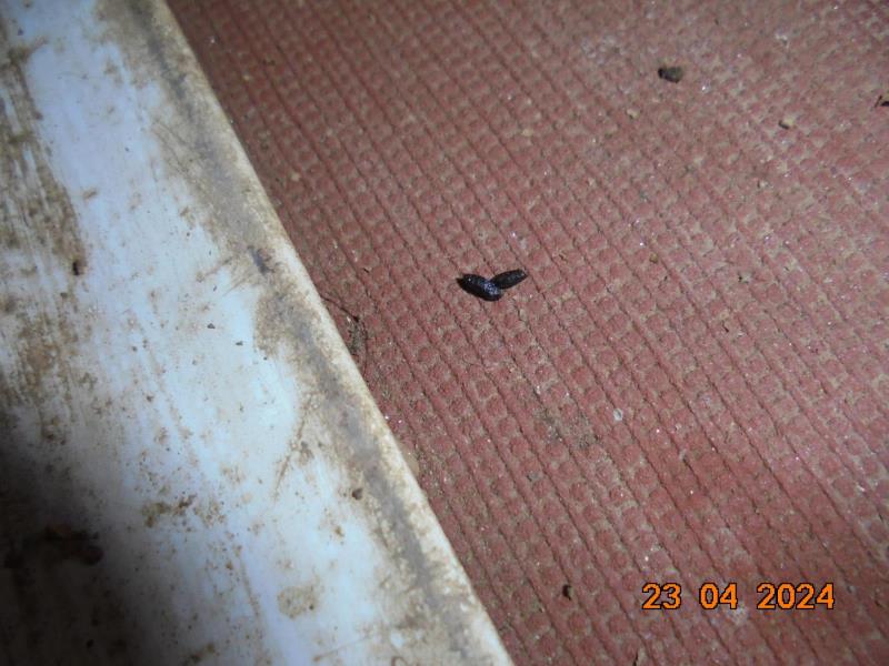 Illustrative photo no. 10