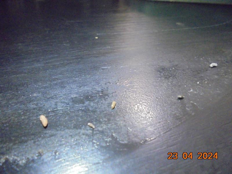 Illustrative photo no. 11
