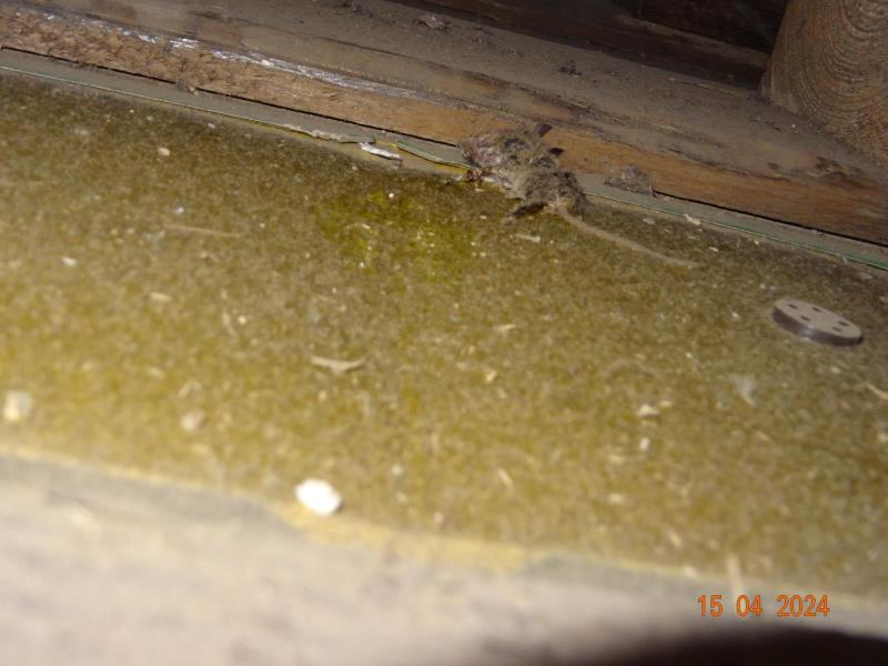 Illustrative photo no. 4