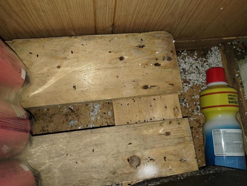 Ilustrační fotografie č. 4