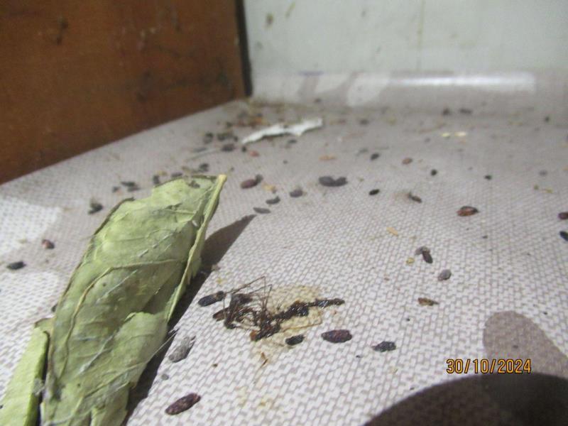 Illustrative photo no. 9