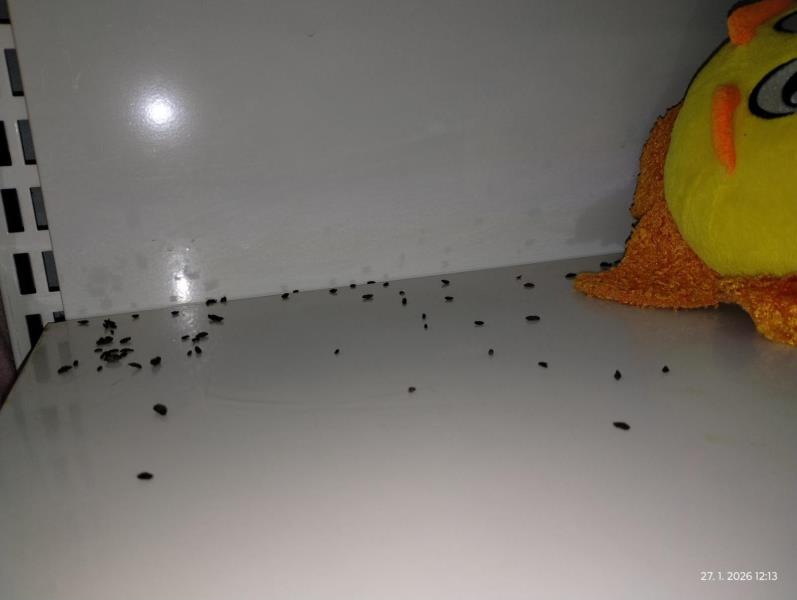 Ilustrační fotografie č. 9