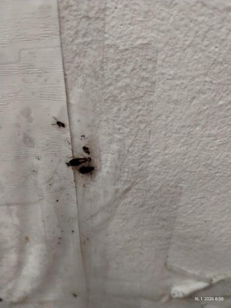 Ilustrační fotografie č. 5