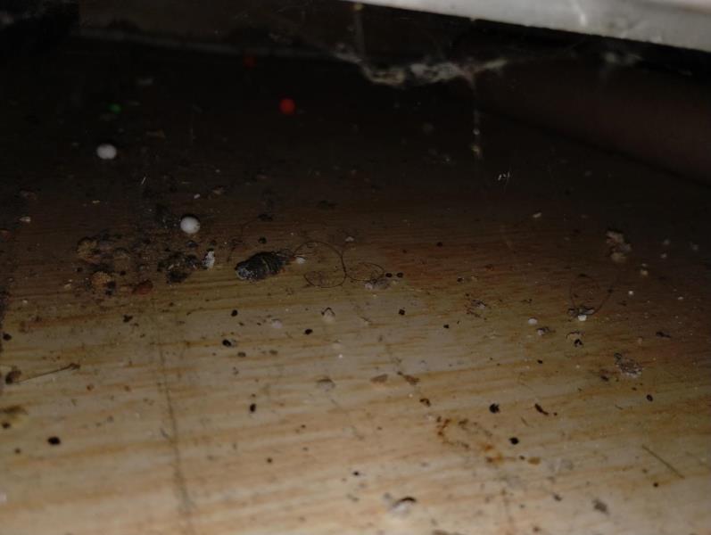 Ilustrační fotografie č. 6