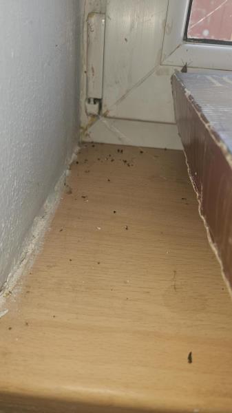 Illustrative photo no. 4