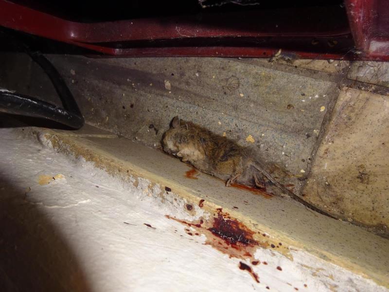 Ilustrační fotografie č. 11