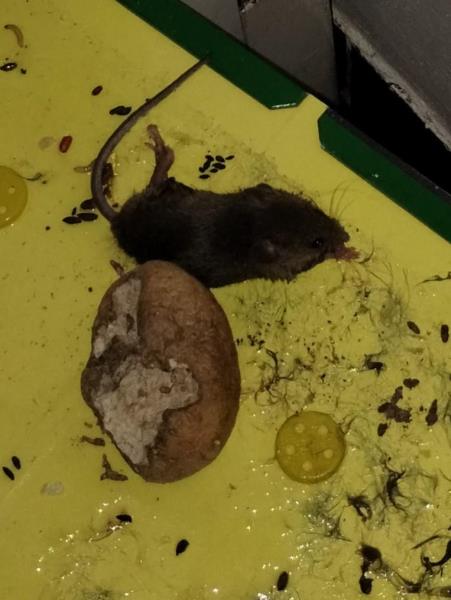 Ilustrační fotografie č. 4