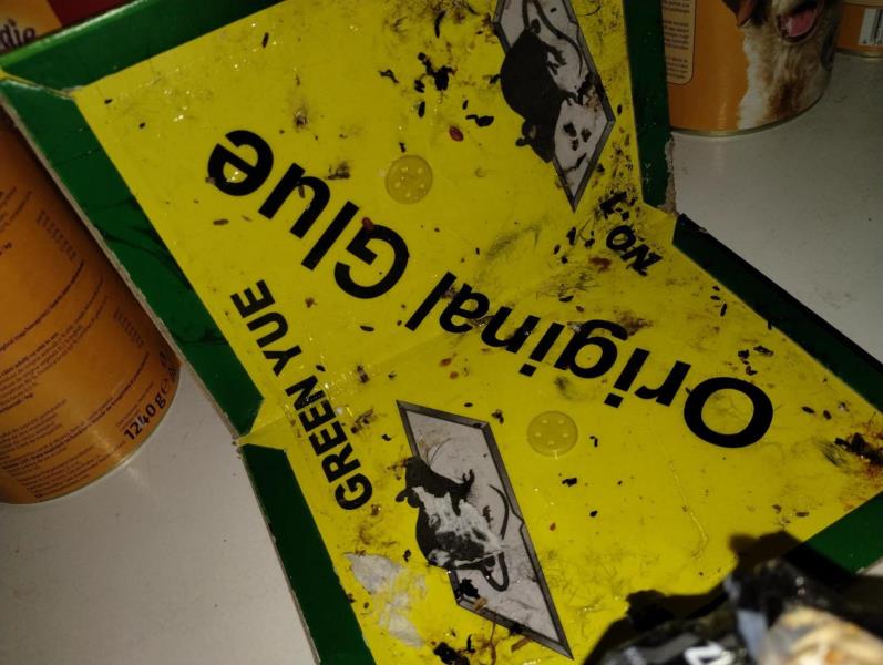 Ilustrační fotografie č. 10