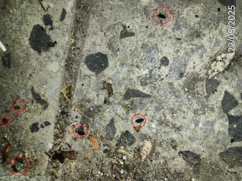 Illustrative photo no. 10