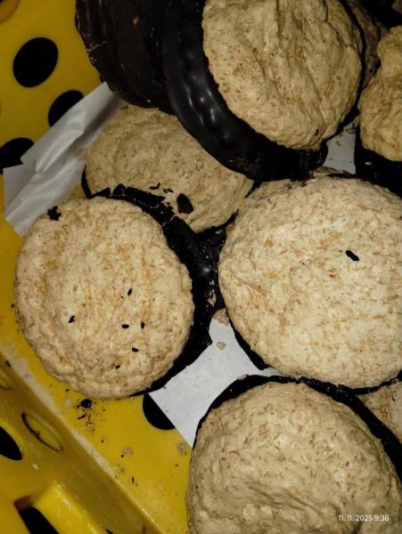 Ilustrační fotografie č. 8