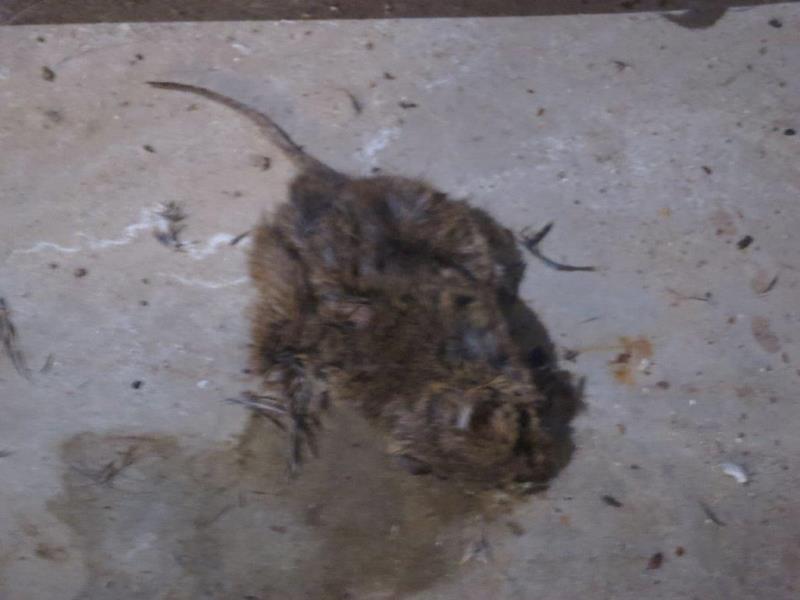 Ilustrační fotografie č. 11