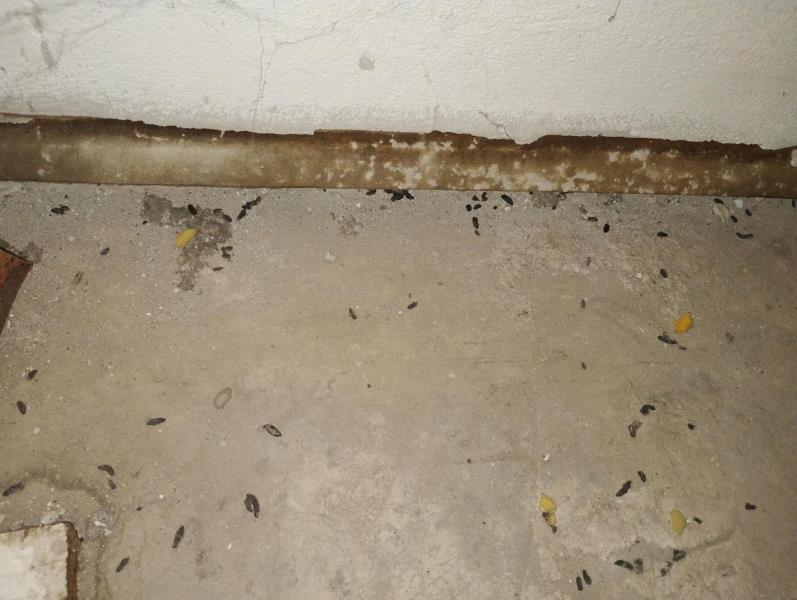 Ilustrační fotografie č. 2