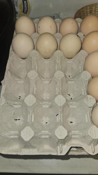 Illustrative photo no. 19