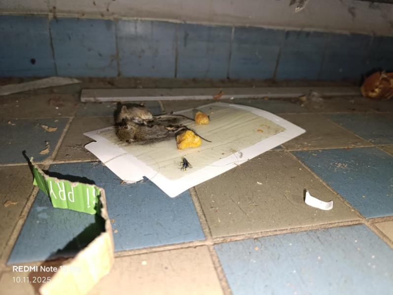 Ilustrační fotografie č. 3