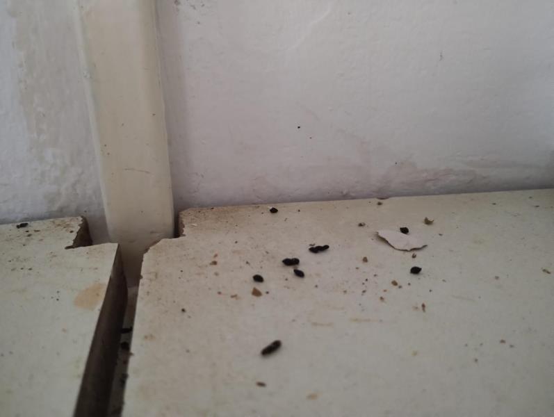 Ilustrační fotografie č. 12