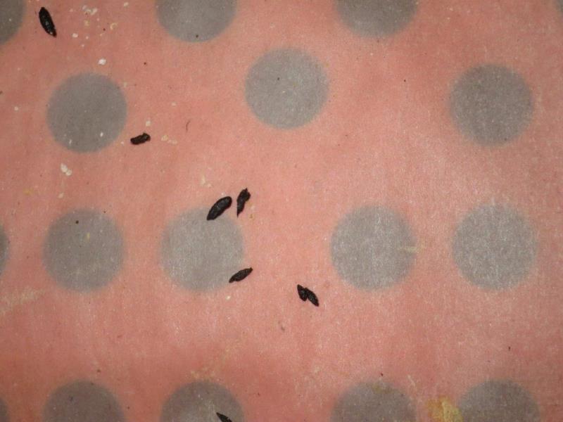 Ilustrační fotografie č. 9