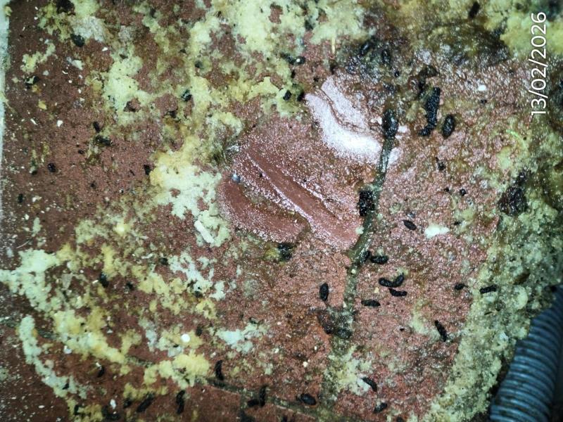 Ilustrační fotografie č. 9