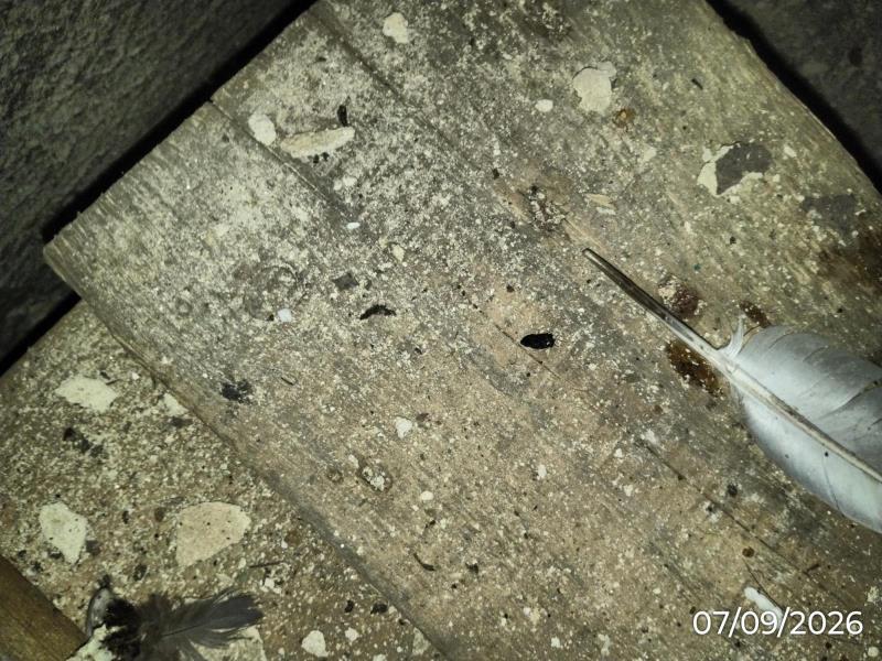 Illustrative photo no. 9