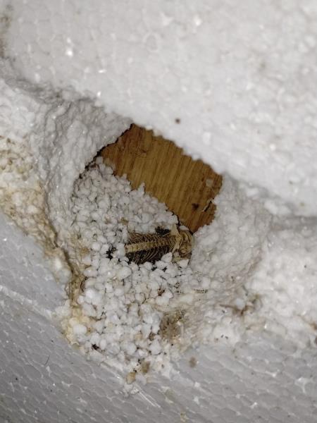 Ilustrační fotografie č. 2