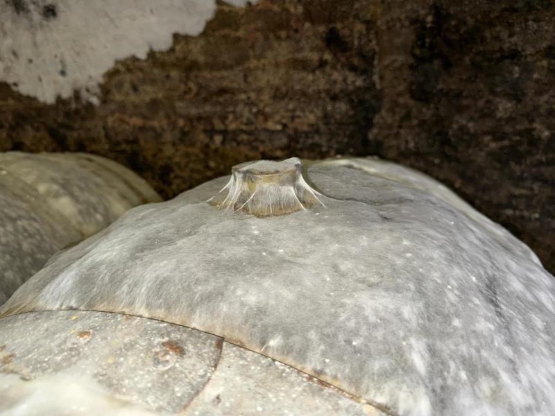 Ilustrační fotografie č. 8