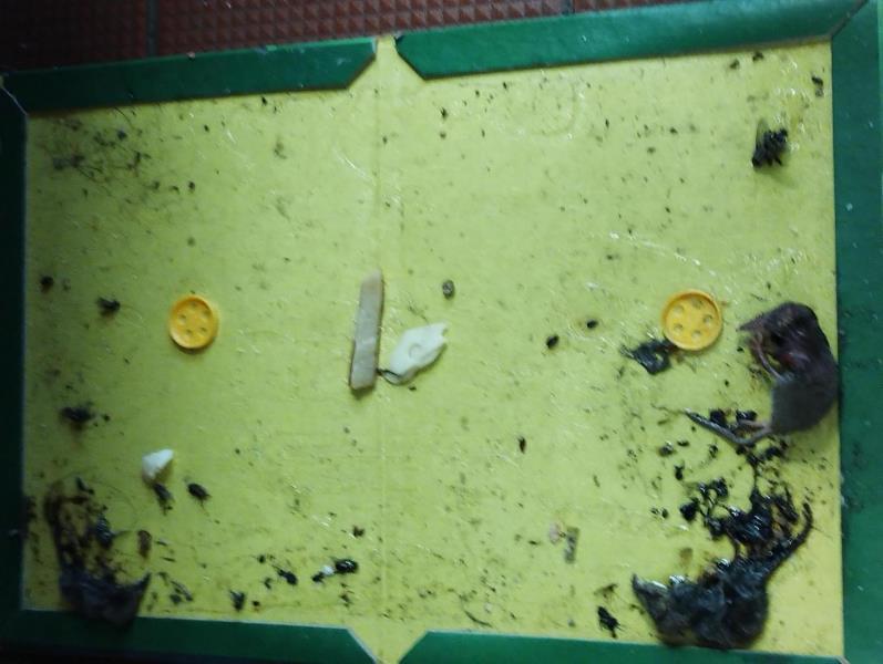 Illustrative photo no. 2