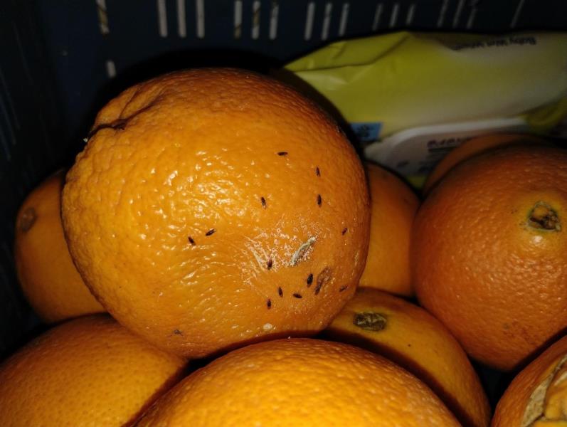 Ilustrační fotografie č. 9