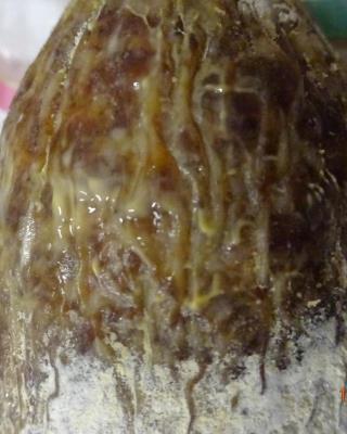 Illustrative photo #7