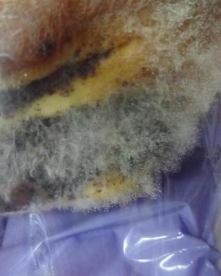 Illustrative photo #2