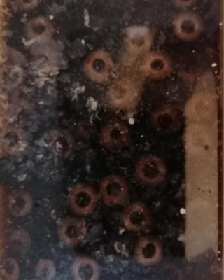 Illustrative photo #2